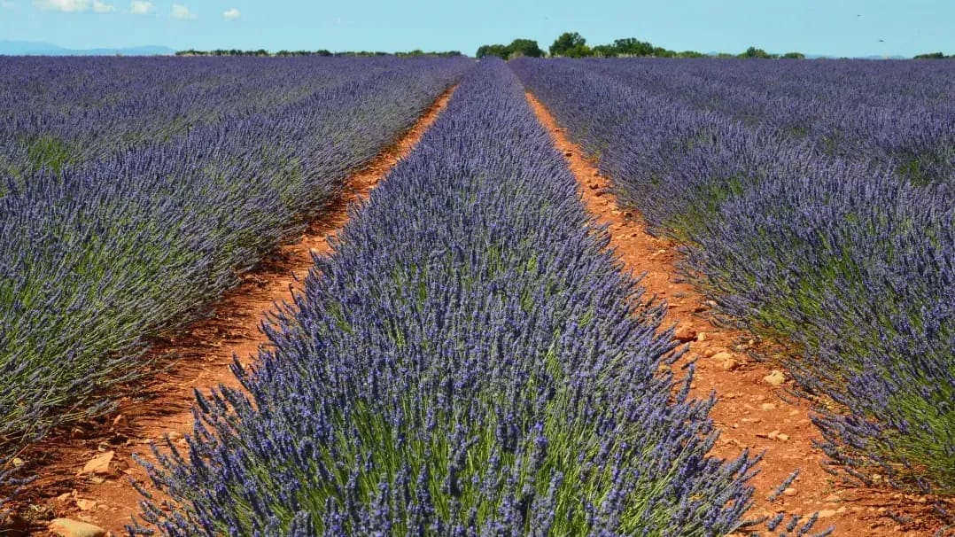 Provence Voyages 5