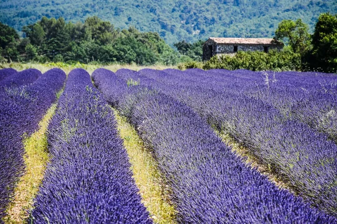 Provence Voyages 6