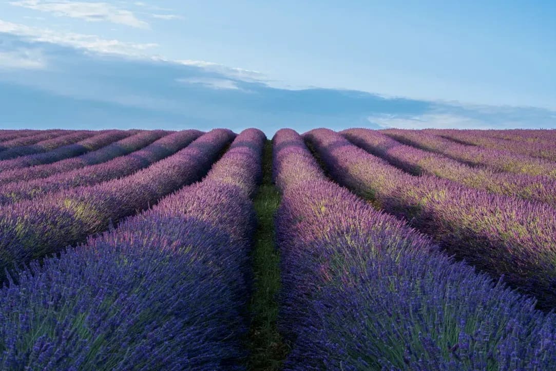 Provence Voyages 7